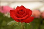 Kardinal 85 ™ rose photo