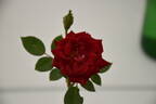 Red Beauty rose photo