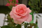 Tournament of Roses rose photo