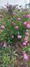 Mrs. Reynolds Hole rose photo