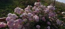 Murrina rose photo