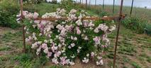 Murrina rose photo