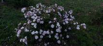 Narrow Water rose photo