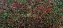 Narrow Water rose photo