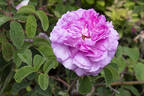 Oeillet Parfait rose photo
