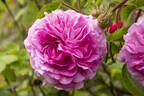 Oeillet Parfait rose photo