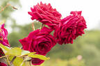 Orfeo rose photo