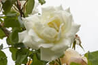 Paul's Lemon Pillar rose photo