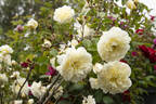 Perpetually Yours rose photo