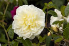 Perpetually Yours rose photo