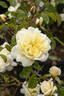 Perpetually Yours rose photo