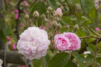 Petite de Hollande rose photo