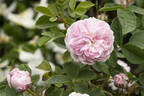 Pompon Blanc Parfait rose photo