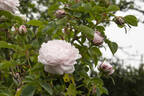 Pompon Blanc Parfait rose photo