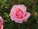 Billy Graham ™ rose photo