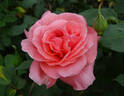 Blessings rose photo