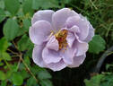 Blue Dress rose photo