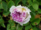 Blue Moon Stone rose photo