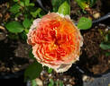 Caramel Antike Freelander ® rose photo