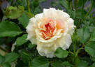 Caribbean Breeze rose photo