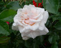 Charmant ® rose photo