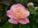 Cherry-Vanilla rose photo