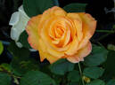 Chris Evert ™ rose photo