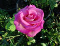 Classic Cezanne rose photo