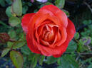 Coffee Break rose photo