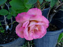 Coffee Country ™ rose photo