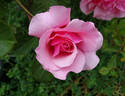 Columbus Queen rose photo