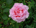 Confidence rose photo