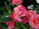 Coretta Scott King rose photo