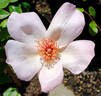 Dogwood rose photo