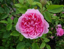 Cottage Rose ® rose photo