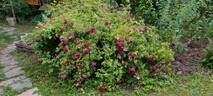 Ombrée Parfaite rose photo