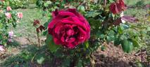Papa Meilland ® rose photo