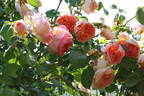 Papi Delbard rose photo