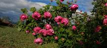 Paul Ricault rose photo