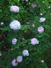 Pompon Blanc Parfait rose photo