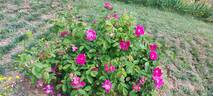 Portland Rose rose photo