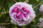 Reine des Centfeuilles rose photo