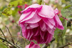Reine Marie Henriette rose photo