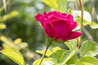 Romeo rose photo