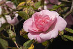 Royal Lavender rose photo