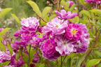 Rudelsburg rose photo