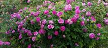 Président de Sèze rose photo