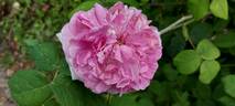 Président de Sèze rose photo