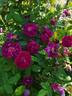Pourpre Charmant rose photo