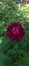 Pourpre Charmant rose photo